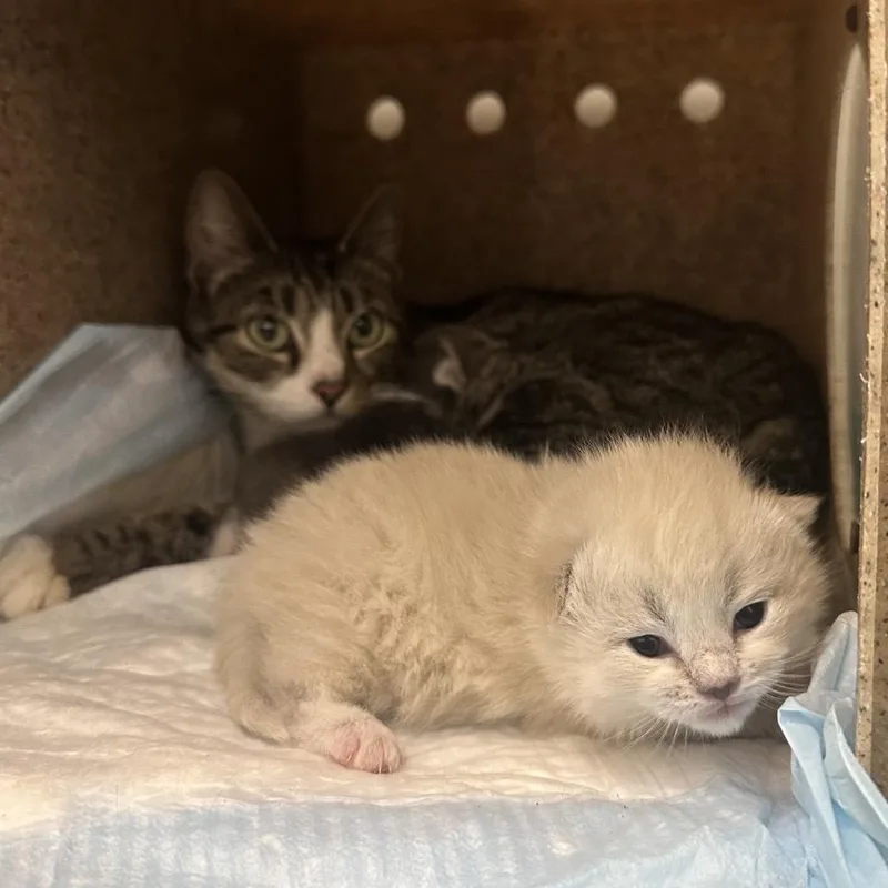 A baby small-sized female White Domestic Short Hair cat named Tawny for adoption in Philadelphia, PA
