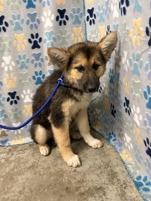A baby small-sized female German Shepherd Dog dog named Diamond for adoption in Rosenberg, TX