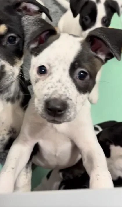 A baby small-sized female Mixed Breed dog named Cholesterol for adoption in Chamblee, GA