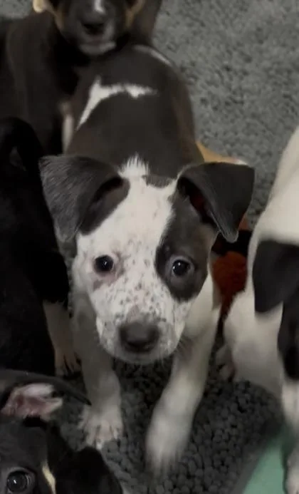 Cholesterol thumbnail 2