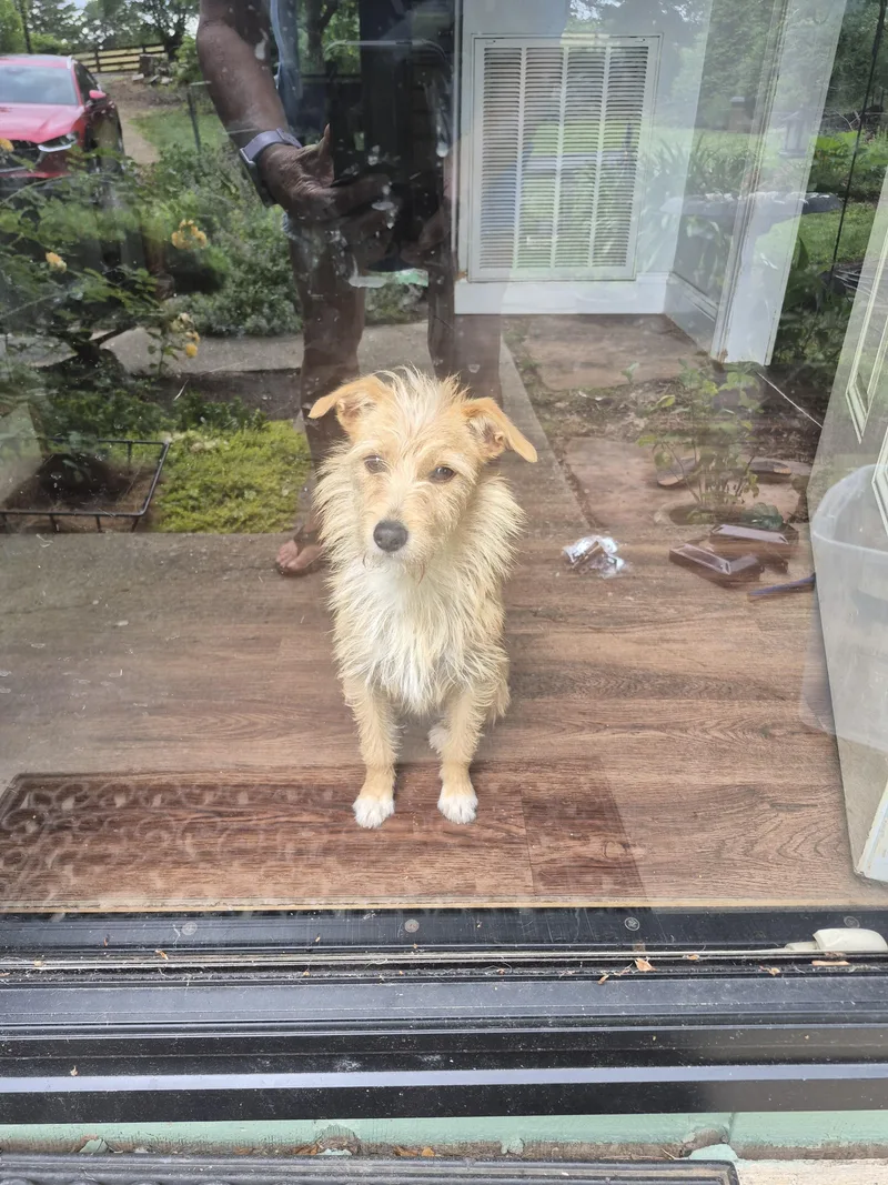 A young small-sized female Apricot / Beige Chihuahua dog named Ally for adoption in Albany, NY