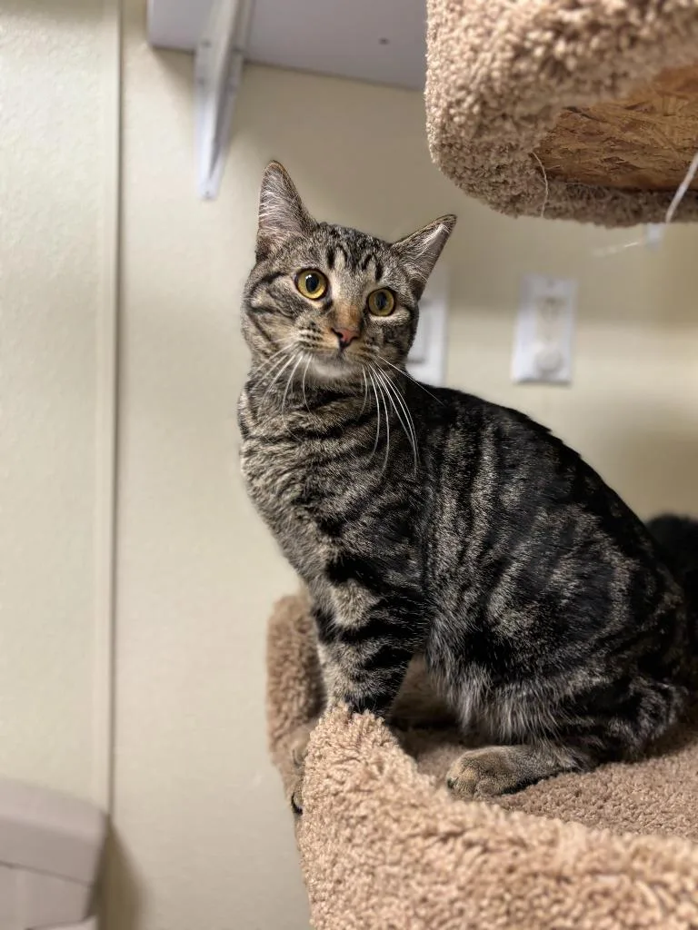 A young medium-sized male Domestic Short Hair cat named Roly for adoption in Sandusky, OH