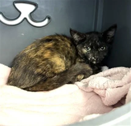 A baby small-sized female Domestic Short Hair cat named A for adoption in Camarillo, CA