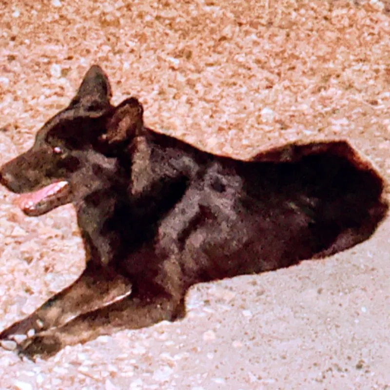 A young medium-sized female Black German Shepherd Dog named Yuni for adoption in North Las Vegas, NV