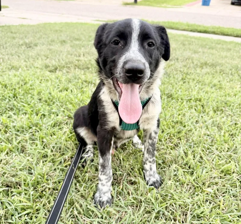 A baby medium-sized male White / Cream Border Collie dog named Baabaa for adoption in Austin, TX