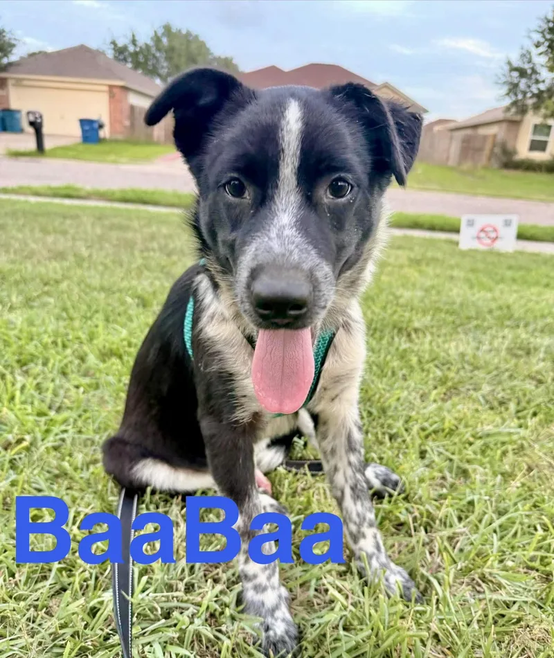 Baabaa thumbnail 3
