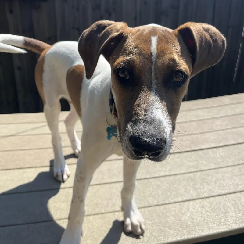A baby medium-sized male White / Cream Catahoula Leopard Dog dog named Folk for adoption in La Grange, KY
