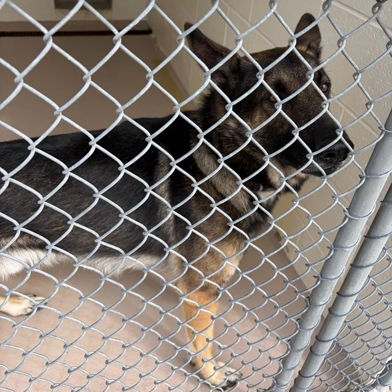 A young large-sized male Black German Shepherd Dog dog named Rin Tin Tin for adoption in Newark, NJ
