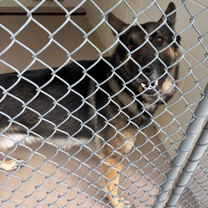 Rin Tin Tin thumbnail 2
