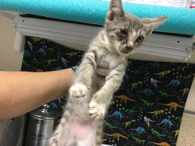 A baby small-sized male Domestic Short Hair cat named Drax for adoption in Riverside, CA