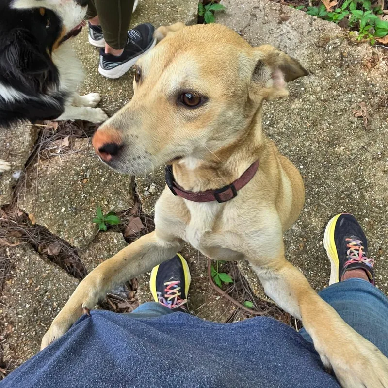 A young medium-sized female Carolina Dog dog named Krissy for adoption in Crocker, MO