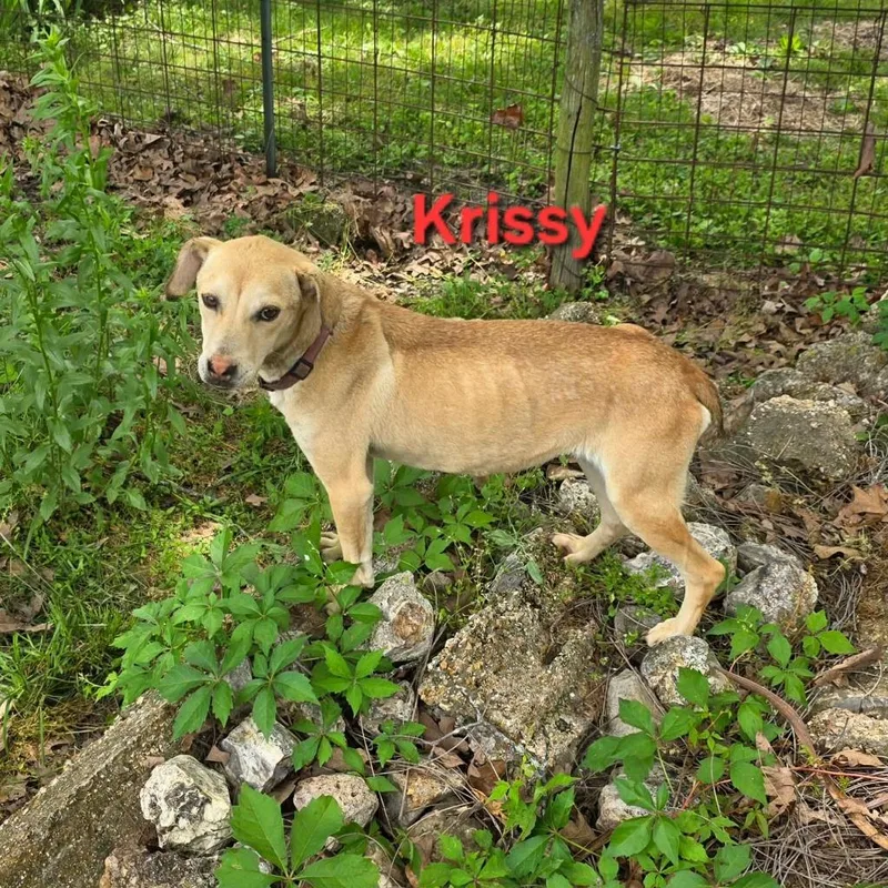 Krissy thumbnail 4