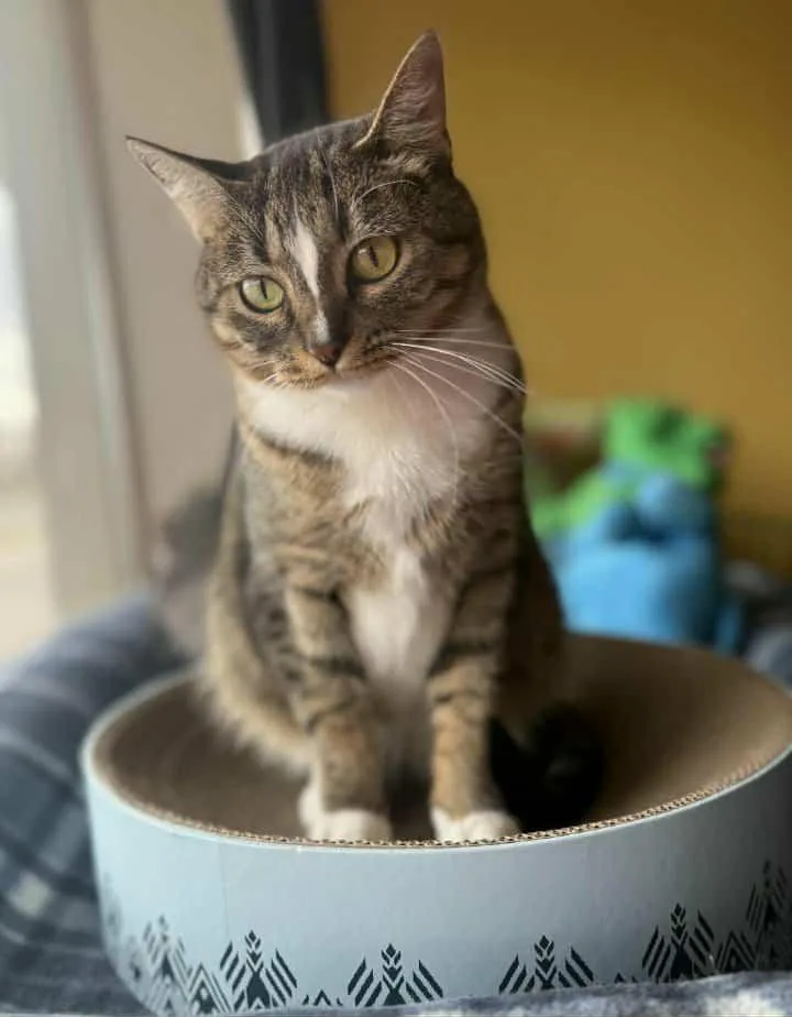 A young medium-sized female Tabby (Buff / Tan / Fawn) Domestic Short Hair cat named Allie for adoption in Owatonna, MN