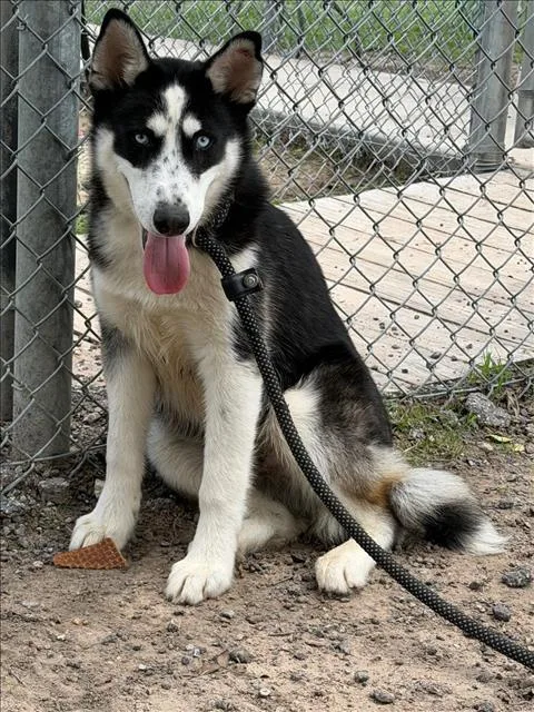 A young medium-sized male Siberian Husky dog named Alaric for adoption in Conroe, TX