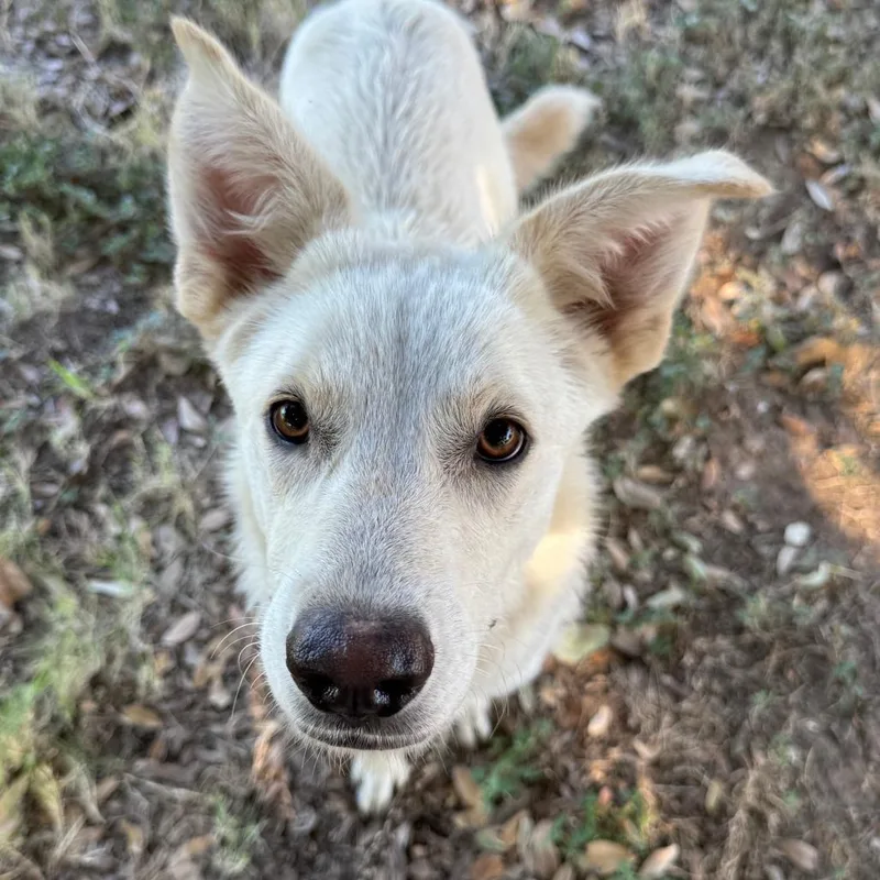 Biscuit