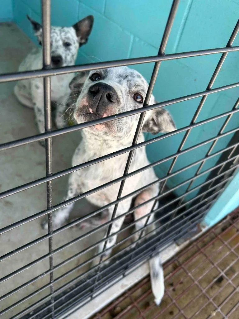 A baby medium-sized female Australian Cattle Dog / Blue Heeler dog named Lacy for adoption in Glen Rose, TX