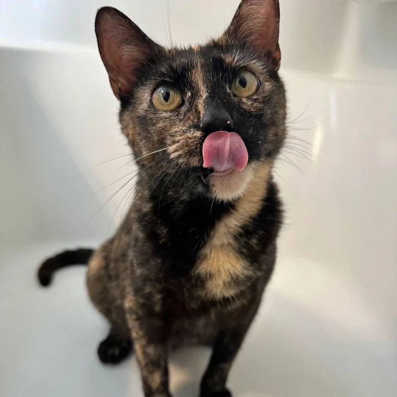 An adult medium-sized female Tortoiseshell Domestic Short Hair cat named Peep for adoption