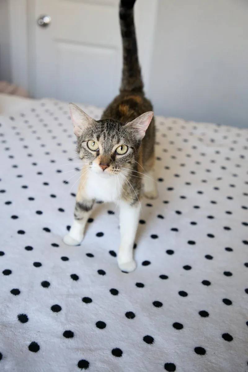 A young medium-sized female Calico cat named Aspen for adoption in Fort Worth, TX