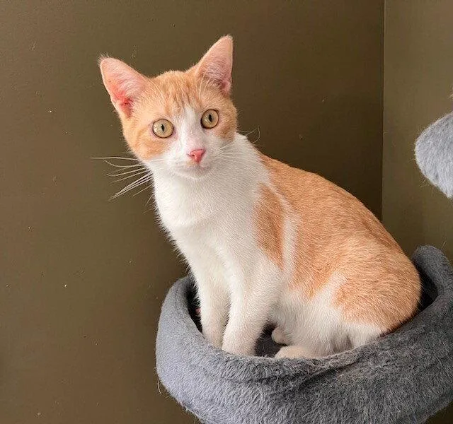 A young medium-sized male Orange & White Domestic Short Hair cat named Titan for adoption in O'Fallon, MO