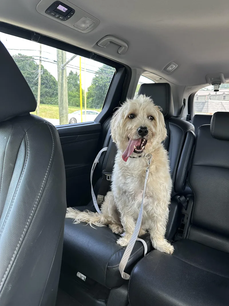 A young medium-sized male Yellow / Tan / Blond / Fawn Wheaten Terrier dog named Peanut for adoption in Lawrenceville, GA