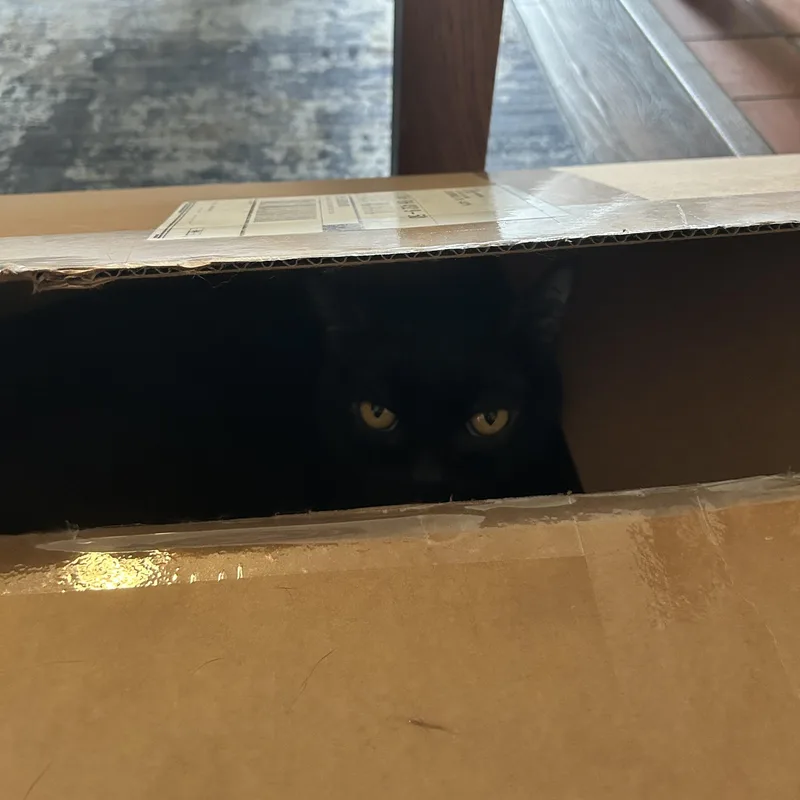 An adult large-sized male Black Domestic Short Hair cat named Charcoal for adoption in Columbus, OH