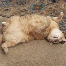 A senior extra large-sized male Orange / Red Domestic Short Hair cat named Boo for adoption in Ramona, CA