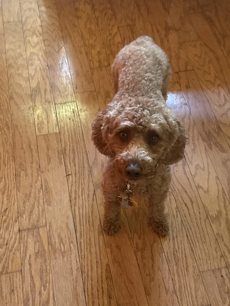 An adult small-sized female Apricot / Beige Miniature Poodle dog named Ginger for adoption in Williamsburg, VA