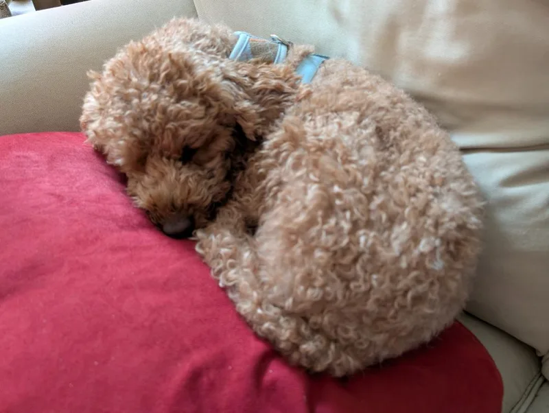 Ginger thumbnail 2