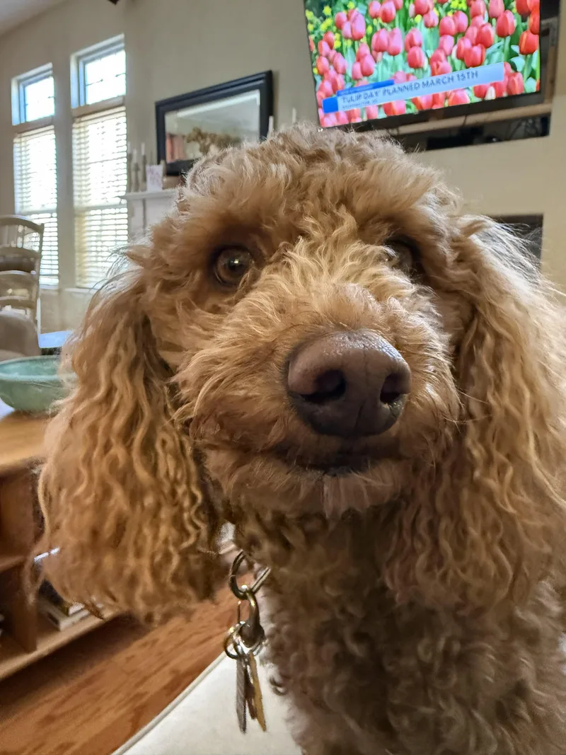 Ginger thumbnail 3