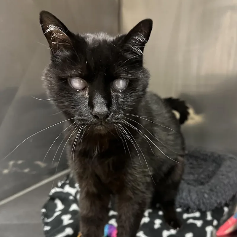 A senior medium-sized male Domestic Short Hair cat named Raven for adoption in Newberg, OR