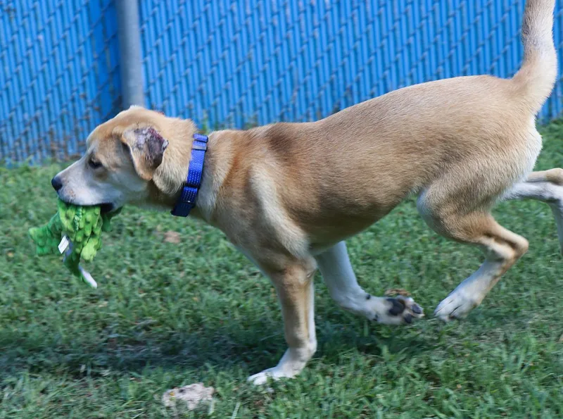 A young large-sized male Yellow / Tan / Blond / Fawn Pit Bull Terrier dog named Rascal for adoption in Kansas City, KS