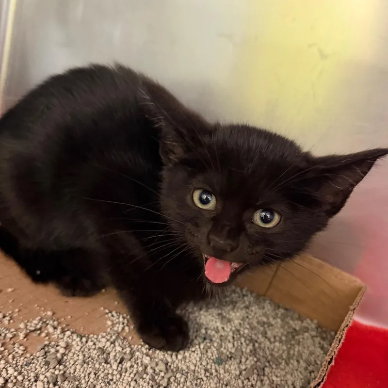 A baby small-sized female Black Domestic Short Hair cat named Hydra for adoption in Martinsville, VA