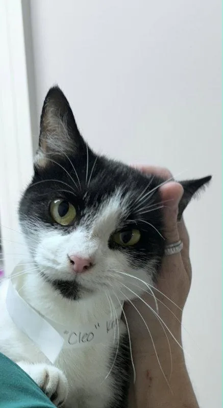 A young medium-sized female Black & White / Tuxedo Domestic Short Hair cat named Cleopatra for adoption in Pineville, LA