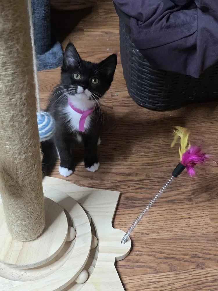 A baby small-sized female Black & White / Tuxedo Domestic Short Hair cat named Starfish for adoption in Hudson, NH