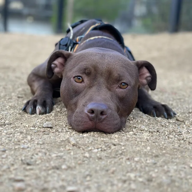 An adult medium-sized female Brown / Chocolate Chocolate Labrador Retriever dog named Beine for adoption in Austin, TX