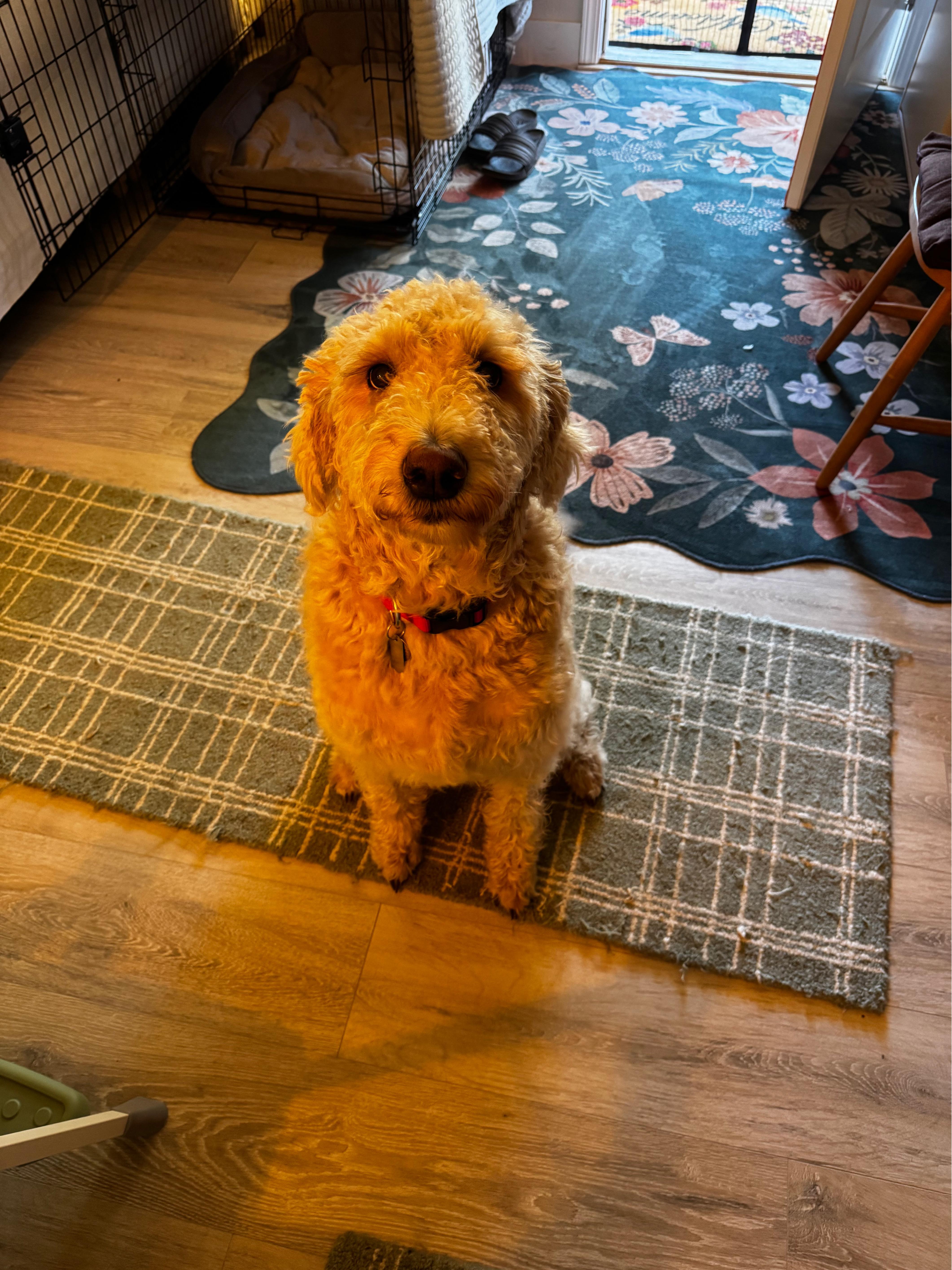 An adult large-sized female Goldendoodle dog named Nala for adoption in Puyallup, WA