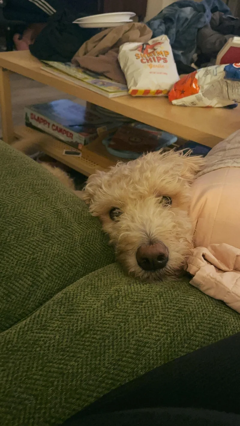Nala thumbnail 2