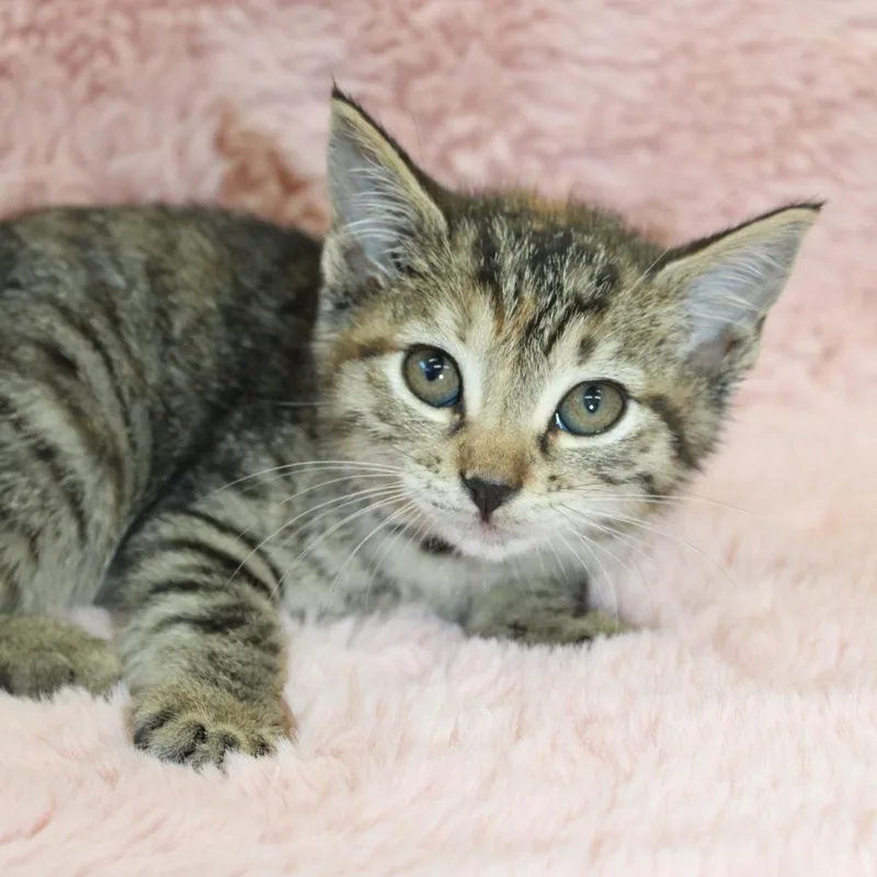 A baby small-sized female Torbie Domestic Short Hair cat named Jellyfish for adoption in Auburn, AL