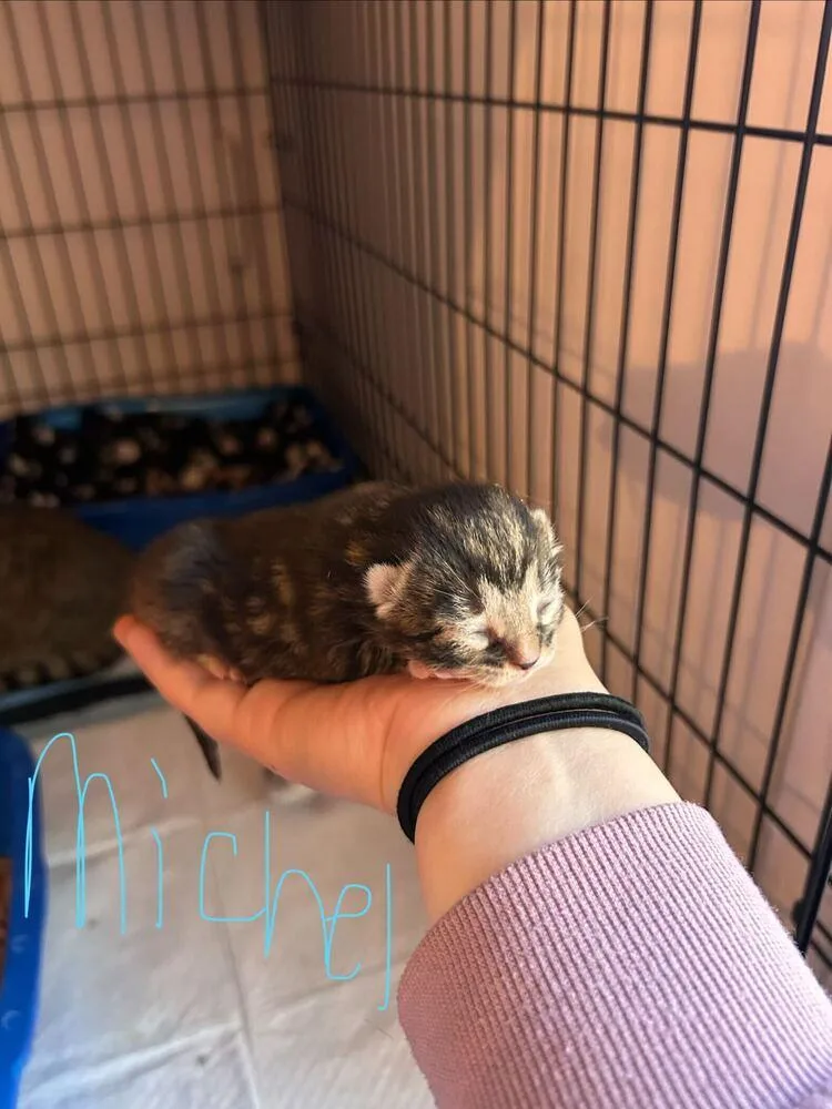 A baby medium-sized male Tabby (Brown / Chocolate) Domestic Short Hair cat named Michel for adoption in North Brunswick, NJ