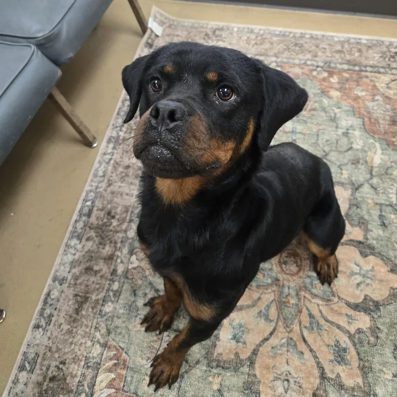 An adult medium-sized female Rottweiler dog named Petra for adoption in Xenia , OH