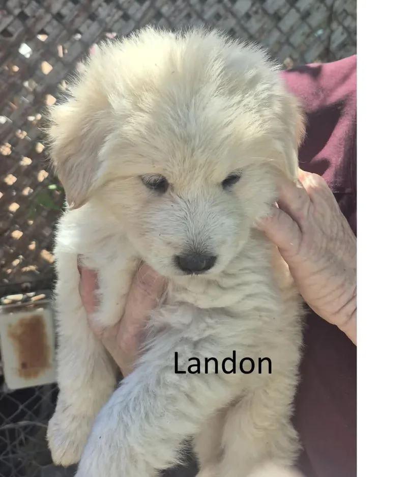 A baby large-sized male Great Pyrenees dog named Simon for adoption in Media, PA