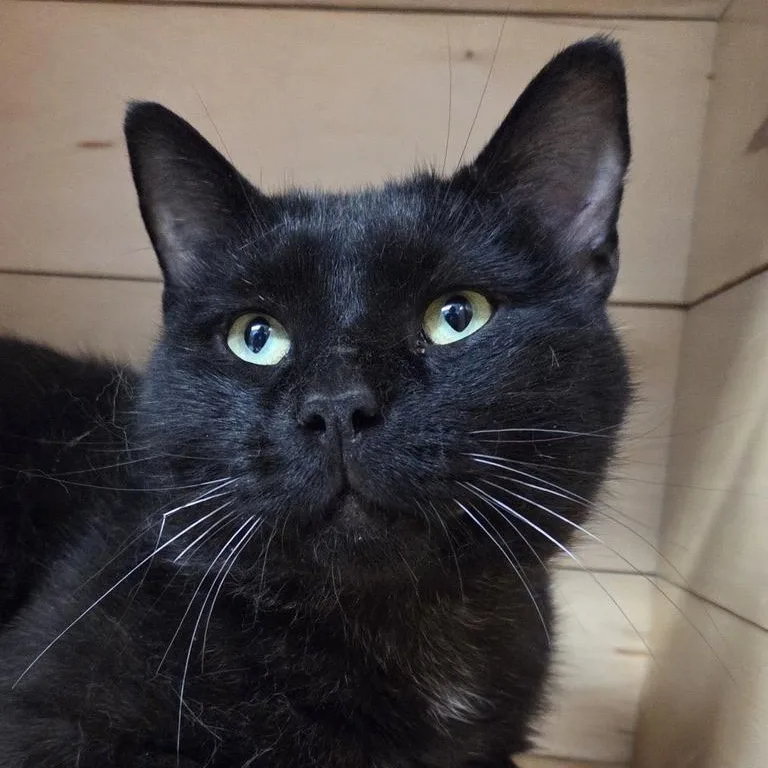 An adult large-sized male Black Domestic Short Hair cat named Houdini for adoption in Park Rapids, MN