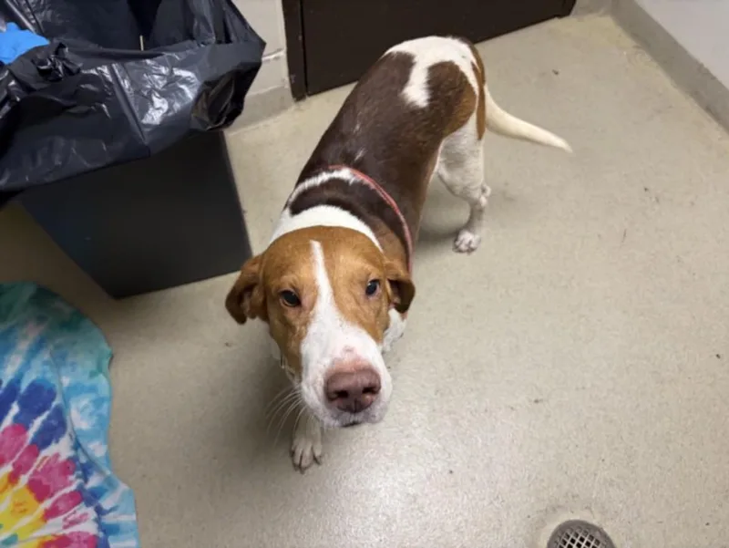 An adult small-sized male Labrador Retriever dog named Werthers Sr for adoption in Chapel Hill, NC