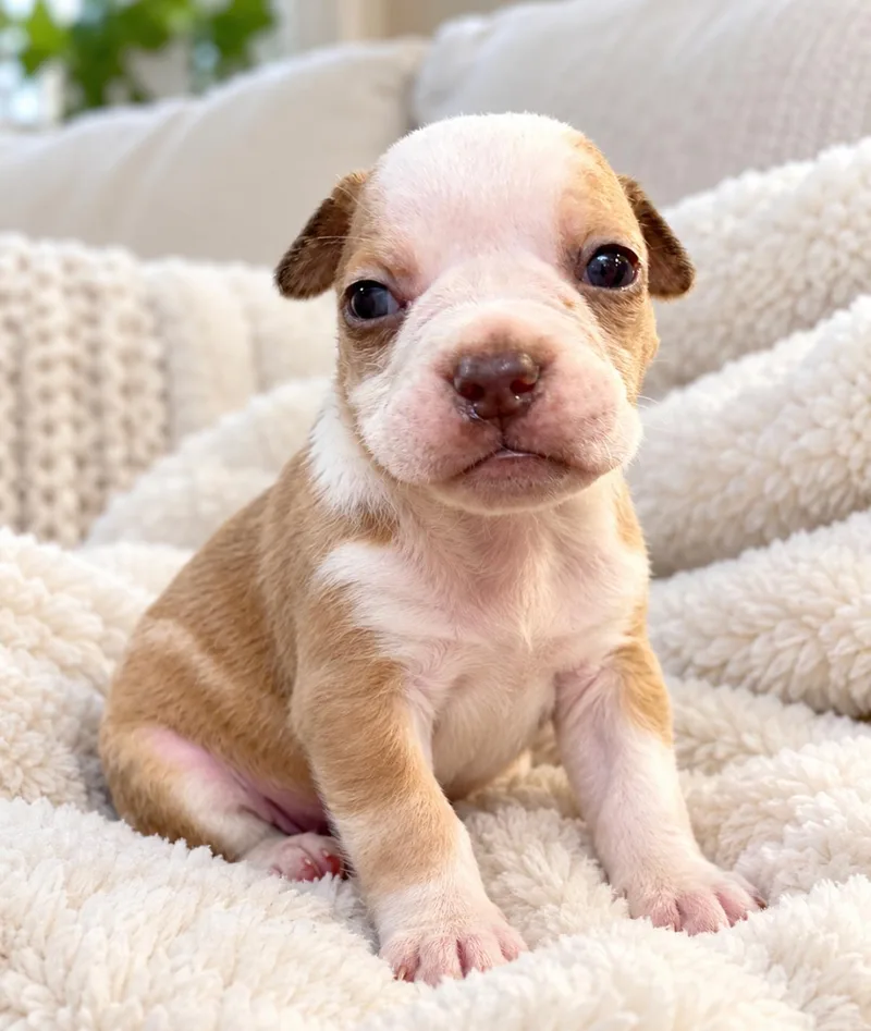 A baby medium-sized female English Bulldog dog named Solara for adoption in Corona, CA