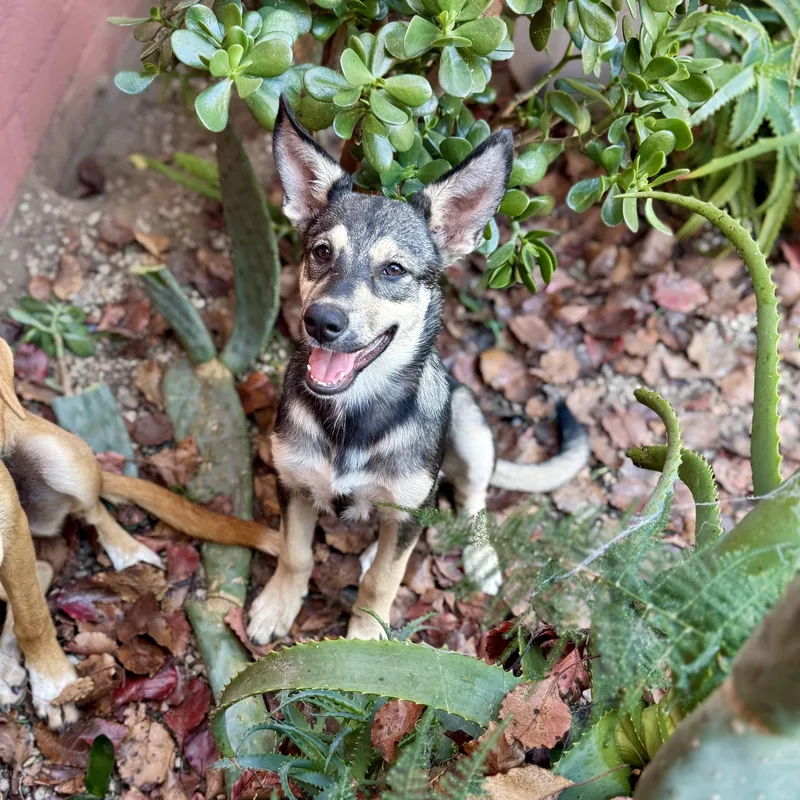 A baby medium-sized female Black Carolina Dog dog named Wolfie for adoption in Los Gatos, CA
