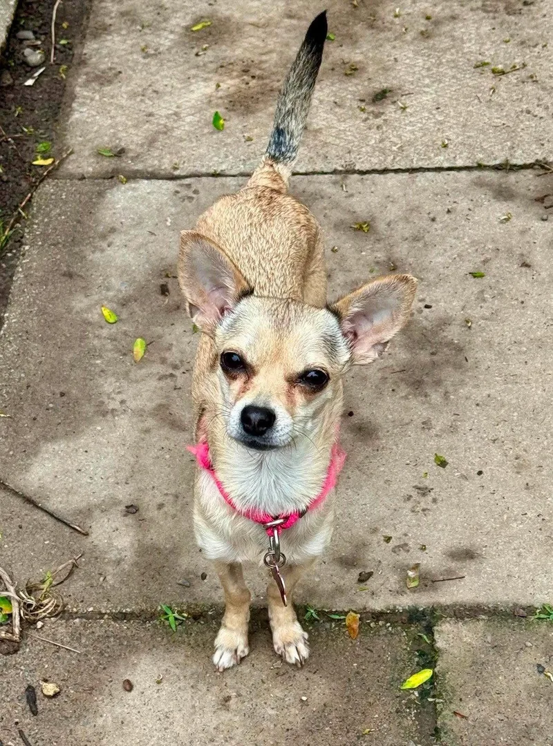 Maya