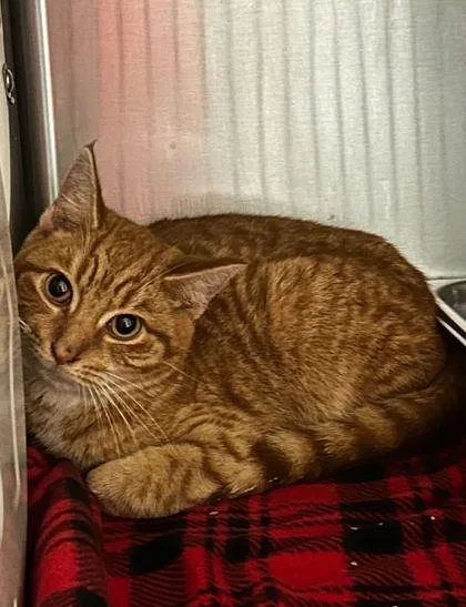 An adult small-sized male Domestic Short Hair cat named Carrot Top for adoption in Spruce Pine, NC
