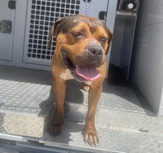 An adult medium-sized male American Staffordshire Terrier dog named Stan for adoption in Fort Lauderdale, FL