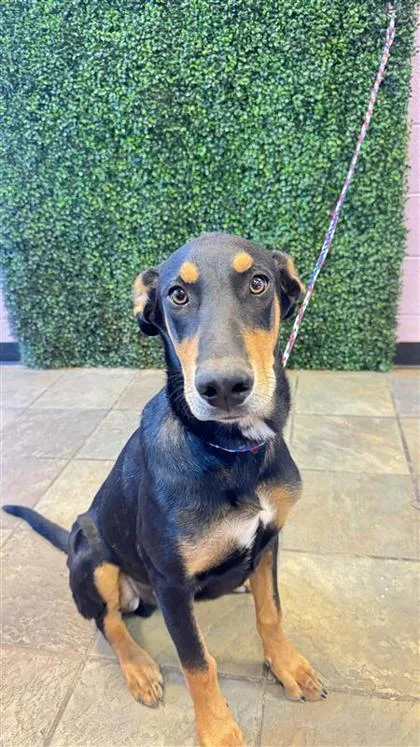 A young large-sized male Black Mixed Breed dog named 61304574 for adoption in El Paso, TX