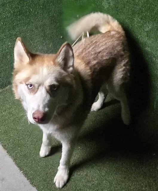 An adult large-sized male Husky dog named Mercury for adoption in Lancaster, CA